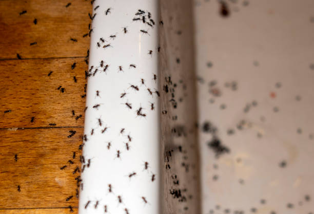 Best Termite Control Services  in Monte Vista, CO