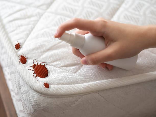 Best Wasp Removal Services  in Monte Vista, CO