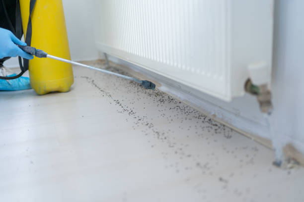 Best Rat Extermination Near Me  in Monte Vista, CO